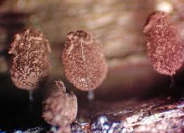 Attēlu rezultāti vaicājumam “Comatricha meandrispora macro”