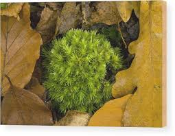 Attēlu rezultāti vaicājumam “Leucobryum glaucum”