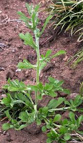 Attēlu rezultāti vaicājumam “Gnaphalium sylvaticum bud”