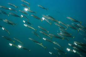 Image result for Scomber scombrus