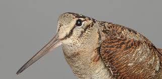 Attēlu rezultāti vaicājumam “Scolopax rusticola”