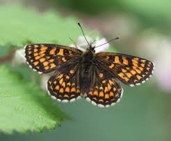 Attēlu rezultāti vaicājumam “Mellicta athalia”