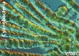 Attēlu rezultāti vaicājumam “Cyanophyta”