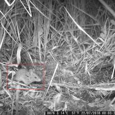 Attēlu rezultāti vaicājumam “Sicista betulina”