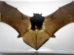 Attēlu rezultāti vaicājumam “Chiroptera”