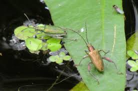 Attēlu rezultāti vaicājumam “Donacia dentata”