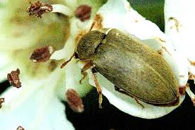 Attēlu rezultāti vaicājumam “Byturus tomentosus”