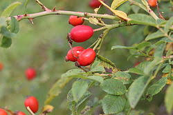 Image result for Rosa canina