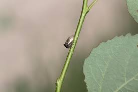 Attēlu rezultāti vaicājumam “Centrotus cornutus”