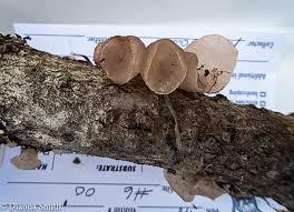 Attēlu rezultāti vaicājumam “Neobulgaria pura”