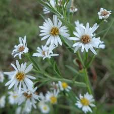 Attēlu rezultāti vaicājumam “Symphytocarpus impexus young”