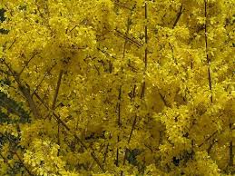 Attēlu rezultāti vaicājumam “Forsythia suspensa”