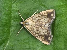 Attēlu rezultāti vaicājumam “Evergestis pallidata”