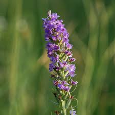 Attēlu rezultāti vaicājumam “Dactylorhiza majalis subsp. baltica flower”