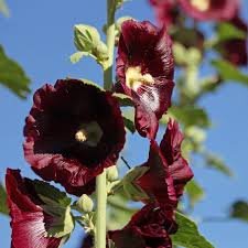Image result for Alcea rosea nigra