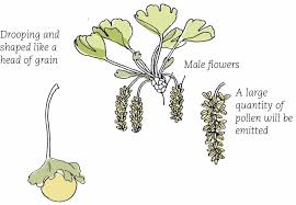 Attēlu rezultāti vaicājumam “Ginkgo biloba female flower”