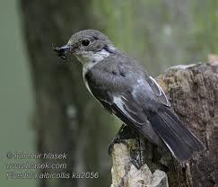 Image result for Ficedula albicollis