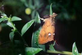 Attēlu rezultāti vaicājumam “Orgyia antiqua”