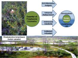 Attēlu rezultāti vaicājumam “Ledum palustre leaf”