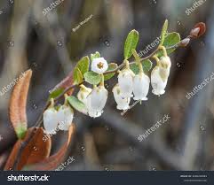 Attēlu rezultāti vaicājumam “Chamaedaphne calyculata leaf”