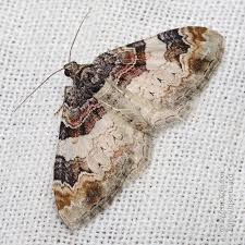 Attēlu rezultāti vaicājumam “Catarhoe cuculata”