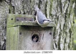 Attēlu rezultāti vaicājumam “Sitta europaea nest”