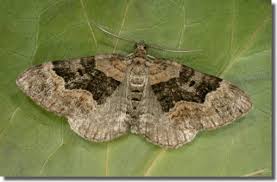 Attēlu rezultāti vaicājumam “Xanthorhoe quadrifasiata”