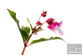 Image result for Impatiens glandulifera