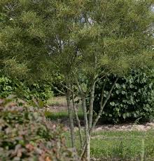 Attēlu rezultāti vaicājumam “Frangula alnus”