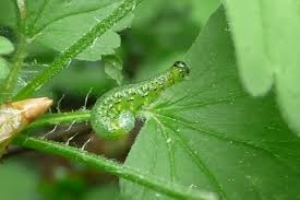 Attēlu rezultāti vaicājumam “Nematus ribesii larva”