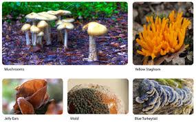 Attēlu rezultāti vaicājumam “fungi”