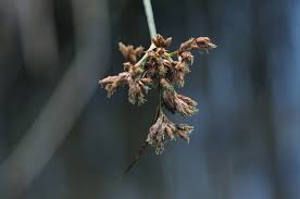 Attēlu rezultāti vaicājumam “Schoenoplectus lacustris subsp. glaucus bud”