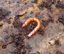 Attēlu rezultāti vaicājumam “Elateridae larva”