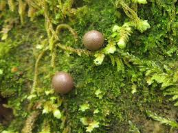 Attēlu rezultāti vaicājumam “Lycogala sp.”