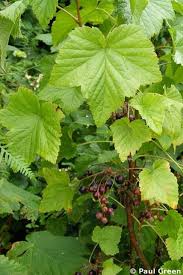 Attēlu rezultāti vaicājumam “Ribes nigrum leaf”