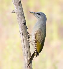 Attēlu rezultāti vaicājumam “Picus canus”
