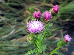 Attēlu rezultāti vaicājumam “Carduus crispus leaf”