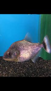 Image result for Prestatyn Piranhas