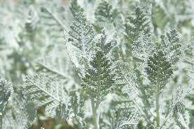 Image result for Chrysanthemum ptarmiciflorum