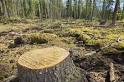 HowStuffWorks "How Deforestation Works"