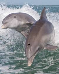 Image result for Tursiops truncatus