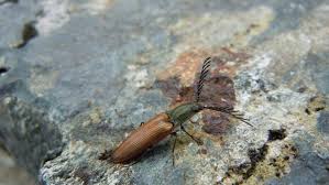 Attēlu rezultāti vaicājumam “Harminius undulatus”