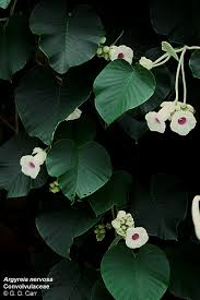 Attēlu rezultāti vaicājumam “Convolvulaceae”