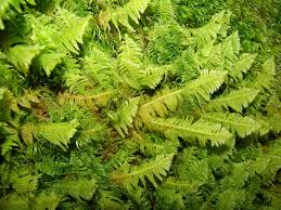 Attēlu rezultāti vaicājumam “Ptilium crista-castrensis”