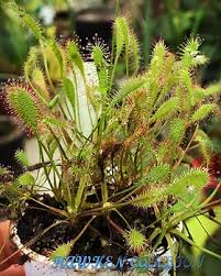 Attēlu rezultāti vaicājumam “Drosera anglica leaf”
