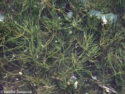 Attēlu rezultāti vaicājumam “Chara globularis”