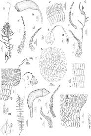 Attēlu rezultāti vaicājumam “Palustriella falcata”