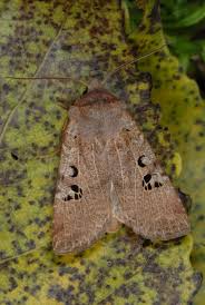 Attēlu rezultāti vaicājumam “Cribraria rubiginosa”