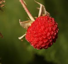 Attēlu rezultāti vaicājumam “Rubus parviflorus fruit”