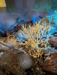 Attēlu rezultāti vaicājumam “Heterotrichia obvelata (syn. Arcyria obvelata)”